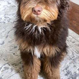 Bernedoodle All Grown Up from Boise Bernedoodles