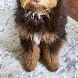 Bernedoodle All Grown Up from Boise Bernedoodles