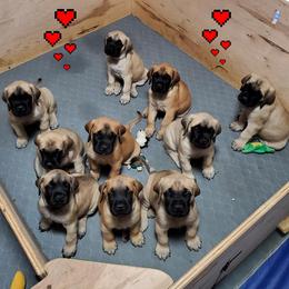 Mastiffs from Mastiffs of Bowdil