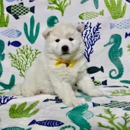 Lemon - White female Siberian Husky puppy in Lunenburg, Vermont from SNOW WOOLY HUSKY