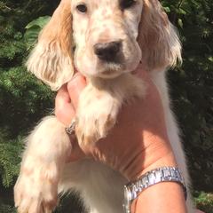 English Setter Puppies from Finlauson's Pet Care Center and Granite State Service Dogs