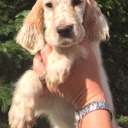 English Setter Puppies from Finlauson's Pet Care Center and Granite State Service Dogs