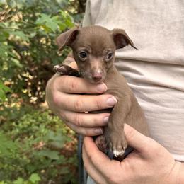 Sombrero - Chocolate male Chihuahua puppy in East Camden, Arkansas from RoyAl