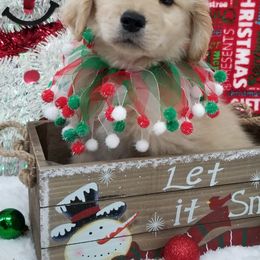 Golden Retriever Puppies from SUN-GOLDEN KENNELS