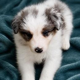 Male 1 - White and blue merle male Border Collie puppy in Shell Knob, Missouri from Stoneridge Kennel