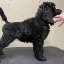 Poodle Puppies from Cosmic Caliber Standard Poodles