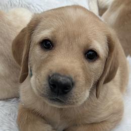 Boy 5 - male Labrador Retriever puppy in Vienna, Virginia from Hunter Mill Retrievers, LLC