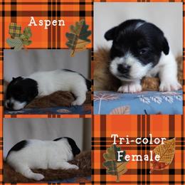 Aspen - Tri-color female Russell Terrier puppy in Viper, Kentucky from Mountain Top