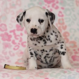Astrid - Dalmatian puppy in Cottage Grove, Oregon from Hidden Hills Dalmatians