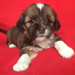 Bichon Frises, Havanese, and Lhasa Apsos from Our Lovely Pups