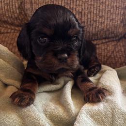 Yellow collar male - Black and tan male Cavalier King Charles Spaniel puppy in Mcgregor, Minnesota from Country Cavaliers