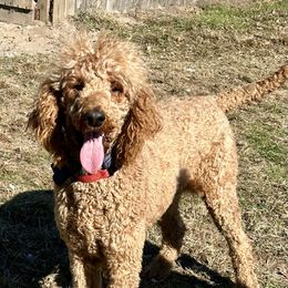 Riven - Poodle
