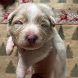 Dorothy - Red merle female Australian Shepherd puppy in California from Trilogy Australian Shepherds