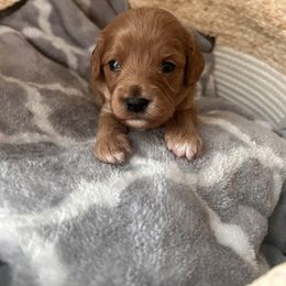 Cavapoo Puppies from Coles Cavapoo’s