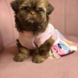Akc Lux - Chocolate and tan female Shih Tzu puppy in Roseville, Michigan from Diamond Paws LLC