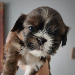 Tramp - Brindle male Shih Tzu puppy in Wolcottville, Indiana from Ducky's Doodles