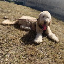 Molly - Goldendoodle