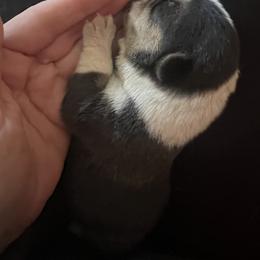 Pembroke Welsh Corgi Puppies from Enok Corgis