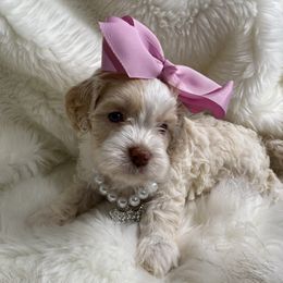 Lemonade - Blenheim female Cavapoo puppy in Fayetteville, Arkansas from Silver Hill Farm
