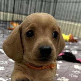 Honey (orange) - Cream female Dachshund puppy in Shawnee, Oklahoma from Magic Eagle Miniature Dachshunds