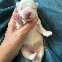 Tula - White female Maltipoo puppy in New Port Richey, Florida from Toy Poodles And Maltese Of Florida