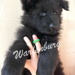 Green Collar - Black male German Shepherd puppy in Linden, Tennessee from Warfenburg
