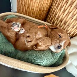 Mr. Orange - Red male Cavapoo puppy in Nampa,, Idaho from Clig Doodle Days