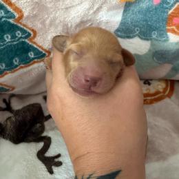 Red boy - Red male Dachshund puppy in Kelso, Washington from New Age Doxies