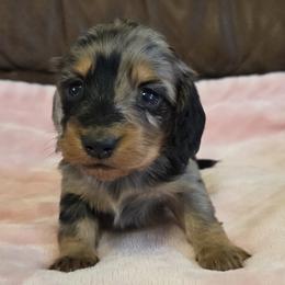 Champion line Dapple girl - Dapple female Dachshund puppy in Newalla, Oklahoma from Roughstock Border Collies and Dachshunds