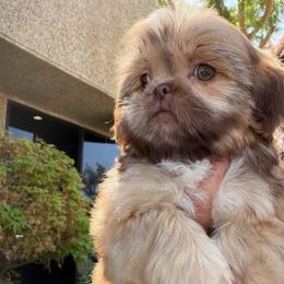 Ace - Liver male Shih Tzu puppy in Bakersfield, California from Little pumpkin Shih Tzu’s