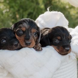 Dachshunds from McQueen farms