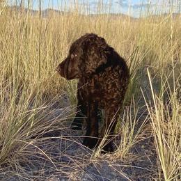 Curly-Coated Retriever Puppies from Betacoil Curly Coated Retrievers