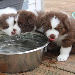 Australian Shepherd Puppies from Starlit Grove Australian Shepherds