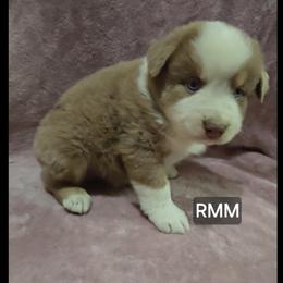 Berkley - Red merle male Miniature Australian Shepherd puppy in Bend, Oregon from Badlands Toy and Mini Aussies