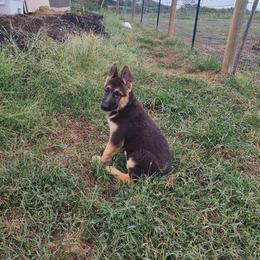 Black - Black and red female German Shepherd puppy in Carbondale, Kansas from T and M Elite Europeans German Shepherds