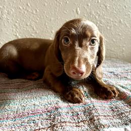 Dachshund Puppies from Stately Dachshunds and Danes