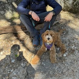 Goldendoodle All Grown Up from Golden Hearted Goldendoodles