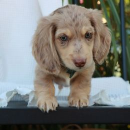 Dachshund Puppies from Caleb Ramer