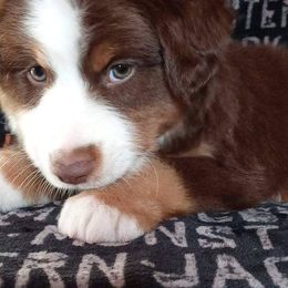 Aussiedoodle and Australian Shepherd Puppies from Annie's Aussies