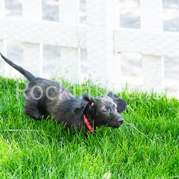 Bonbon - Dachshund puppy from Rockindachs