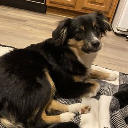 Sullie - Miniature Australian Shepherd