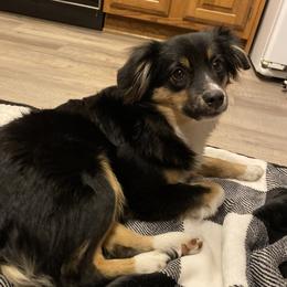 Sullie - Miniature Australian Shepherd
