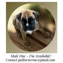 Male 1 - Fawn male Boxer puppy in Portland, Maine from Gail's Boxers
