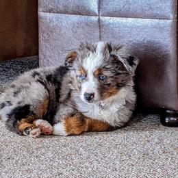 Miniature Australian Shepherd Puppies from Broken T Australian Shepherds