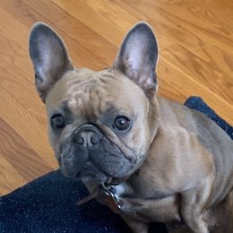 Lulu - French Bulldog