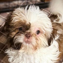 Buster - Sable and white male Shih Tzu puppy in Victorville, California from RUMBLE n TUMBLE
