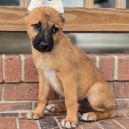 Big Red - Fawn male Xoloitzcuintli puppy in Ethridge, Tennessee from Royalty Reigns Xolos