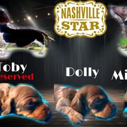 Dolly - Chocolate and tan Dachshund puppy in Florida from Lazy Acres Farm