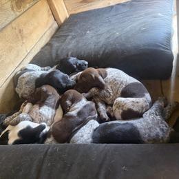 German Shorthaired Pointer Puppies from Red Hills GSPs