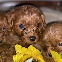 Cavapoos and Poodles from Mckendra's Legacy